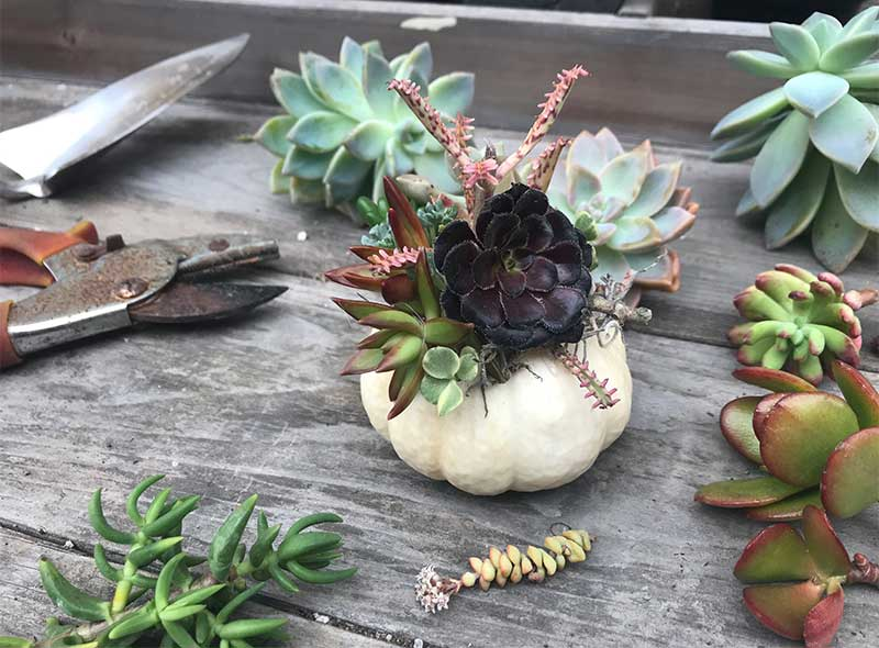 Succulent cuttings sit on a potting bench with pruning shears