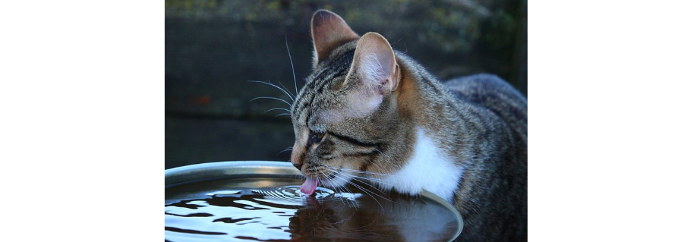 cat, kitten, drink