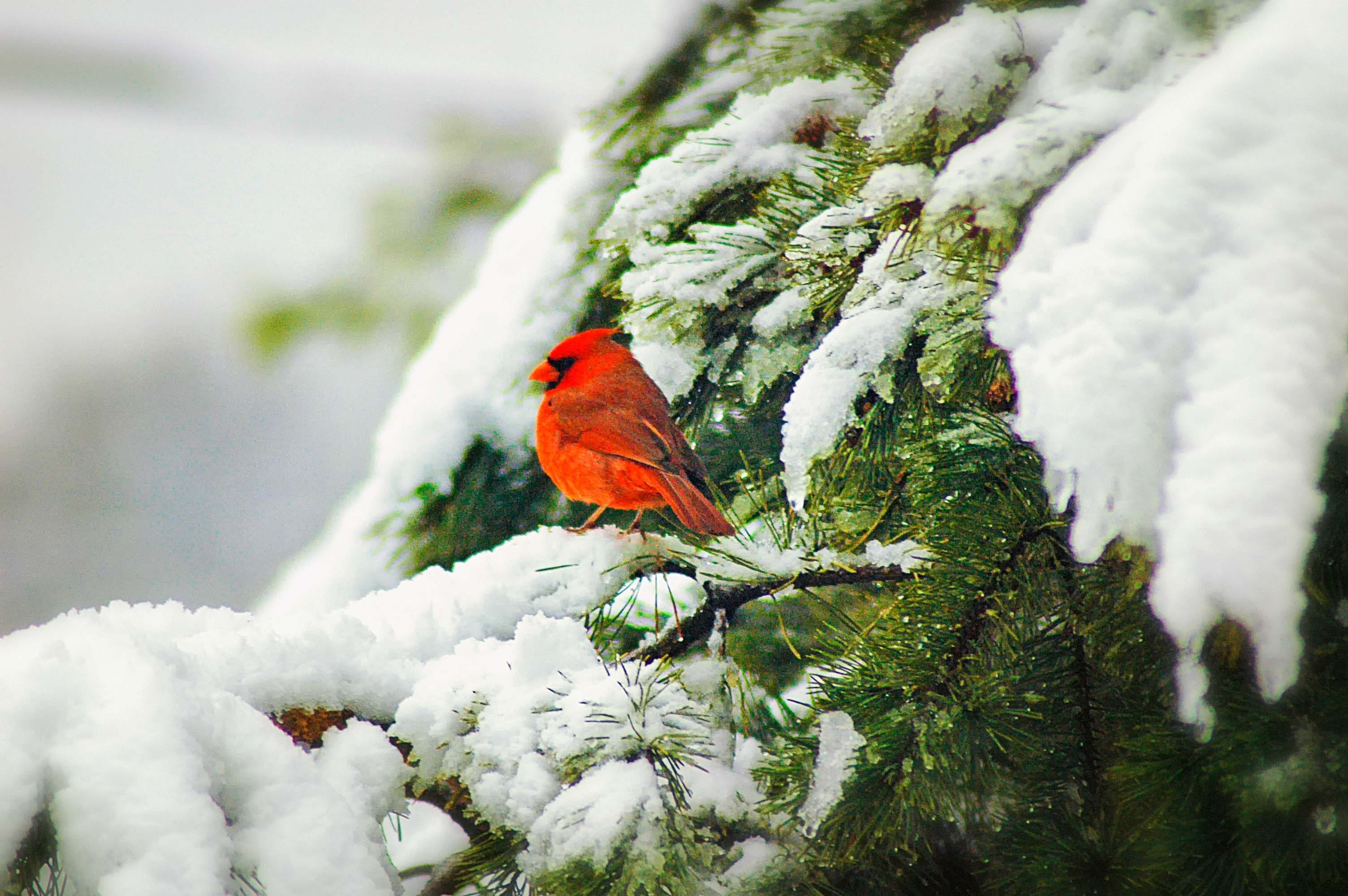 Red Cardinal at window