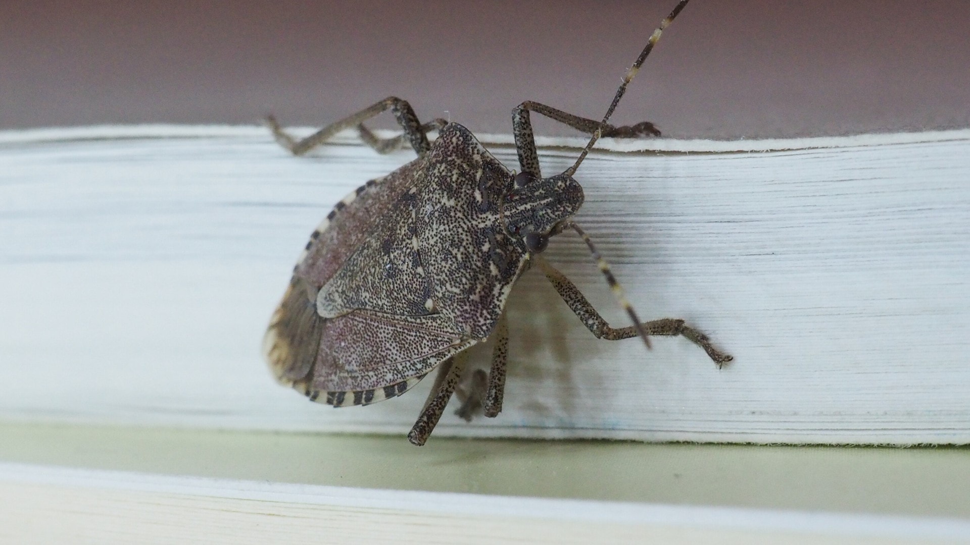 A stink bug climbing on a book.