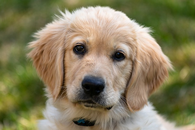 golden retriever, animal, puppy, lab puppy, same breed, dog sports breed