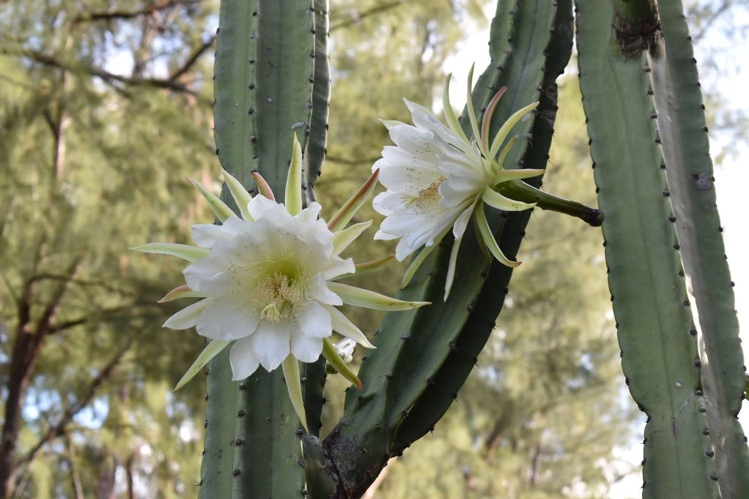 outdoor cactus, flowering cactus