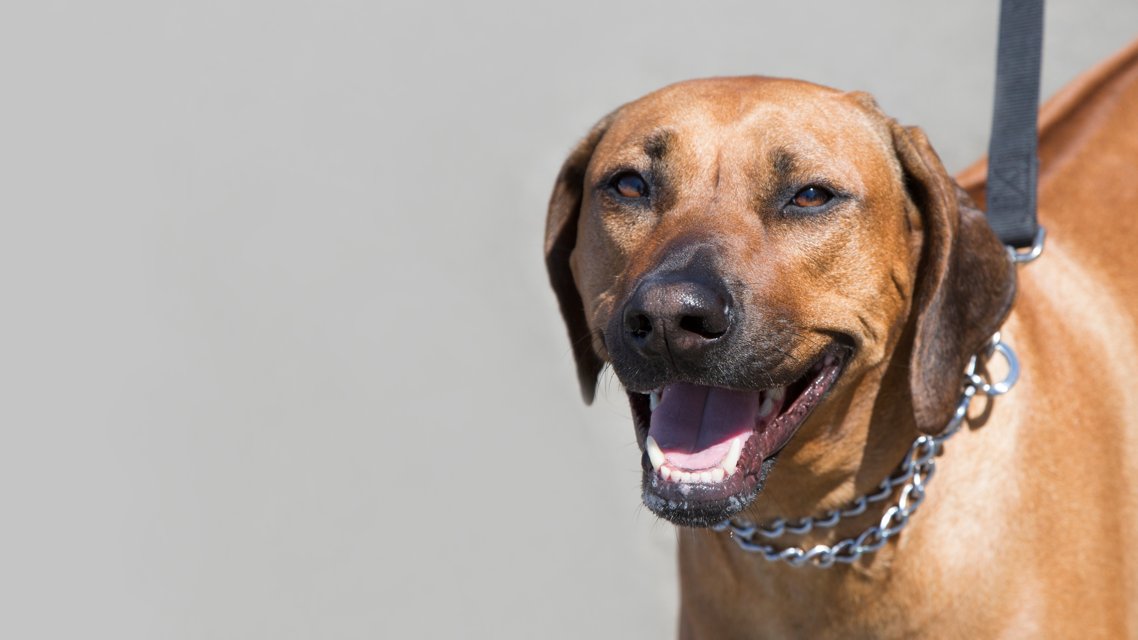 A happy Ridgeback awaiting the groomers