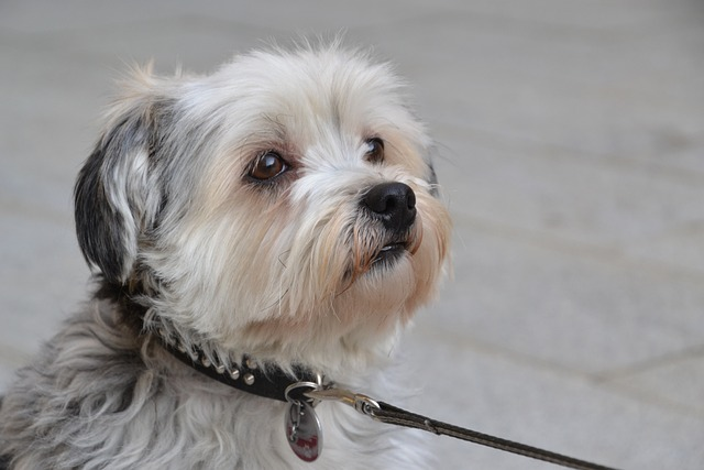 shih tzus, dog, pet, happy and healthy dog, other breeds, affectionate demeanor