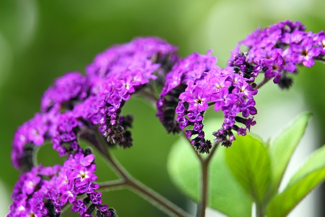 vanilla flower, container plant, fragrance