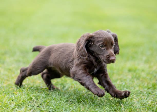 how much are flat coated retriever puppies