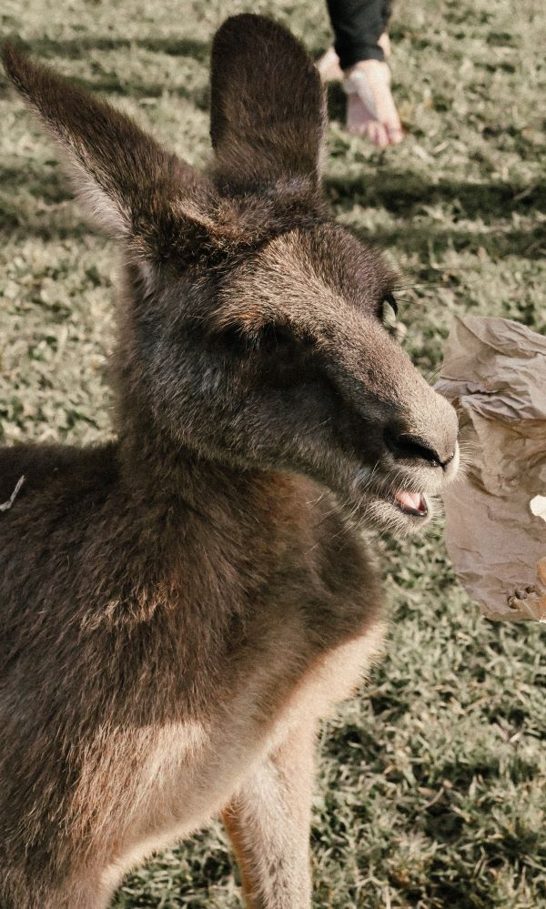 Kangaroo, Lone Pine Koala Sanctuary, Brisbane, Queensland, Australia