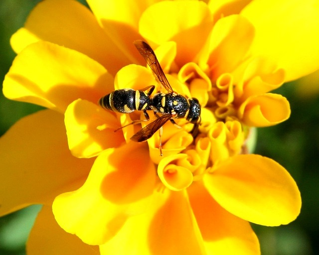 yellow jacket, insect, nature