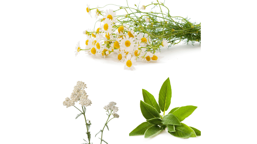 herbs for a healthy vagina with anti inflammatory properties