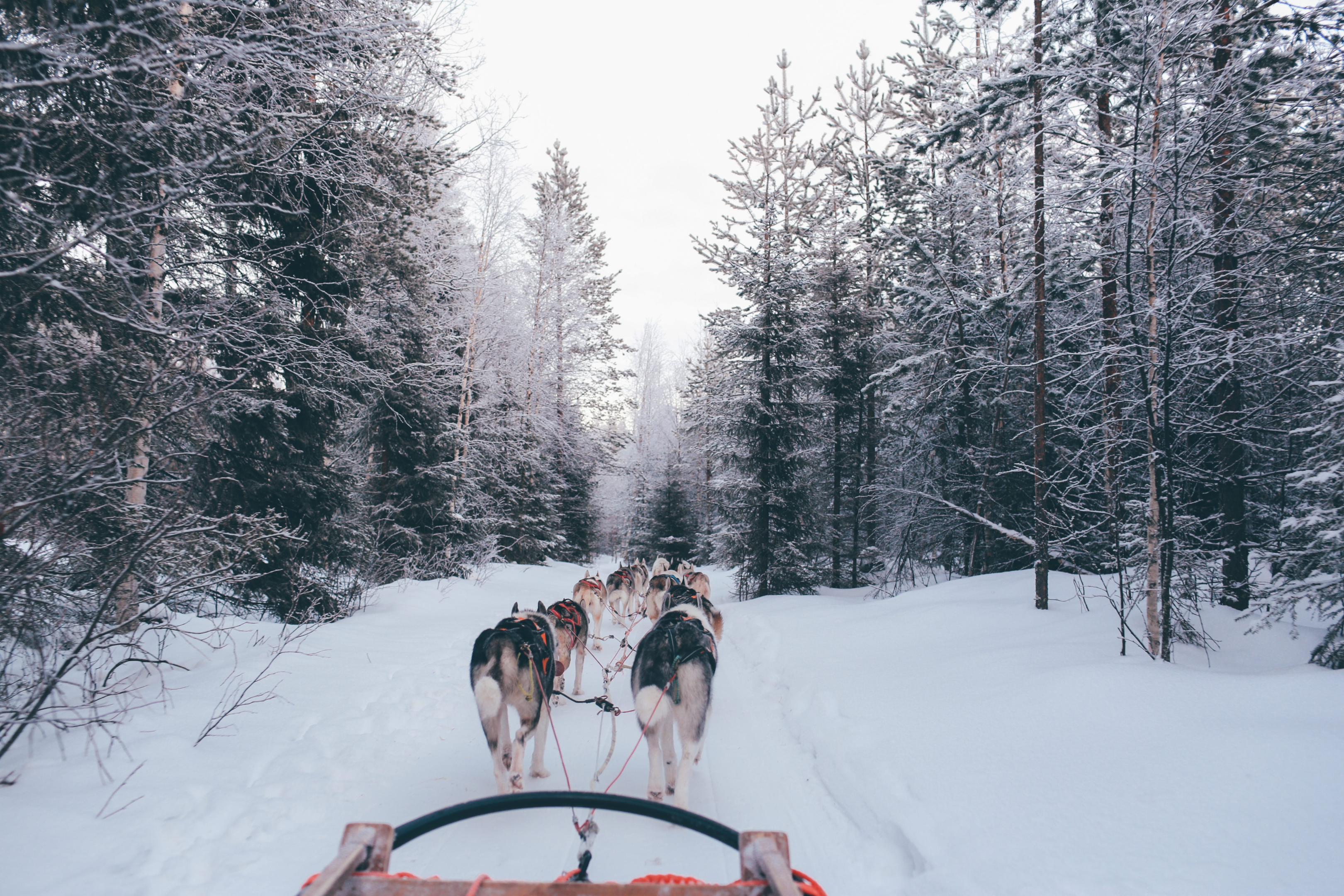 66521f40 45bd 412e 8dc8 0fe6463f7cbd sled dogs, snow, forest