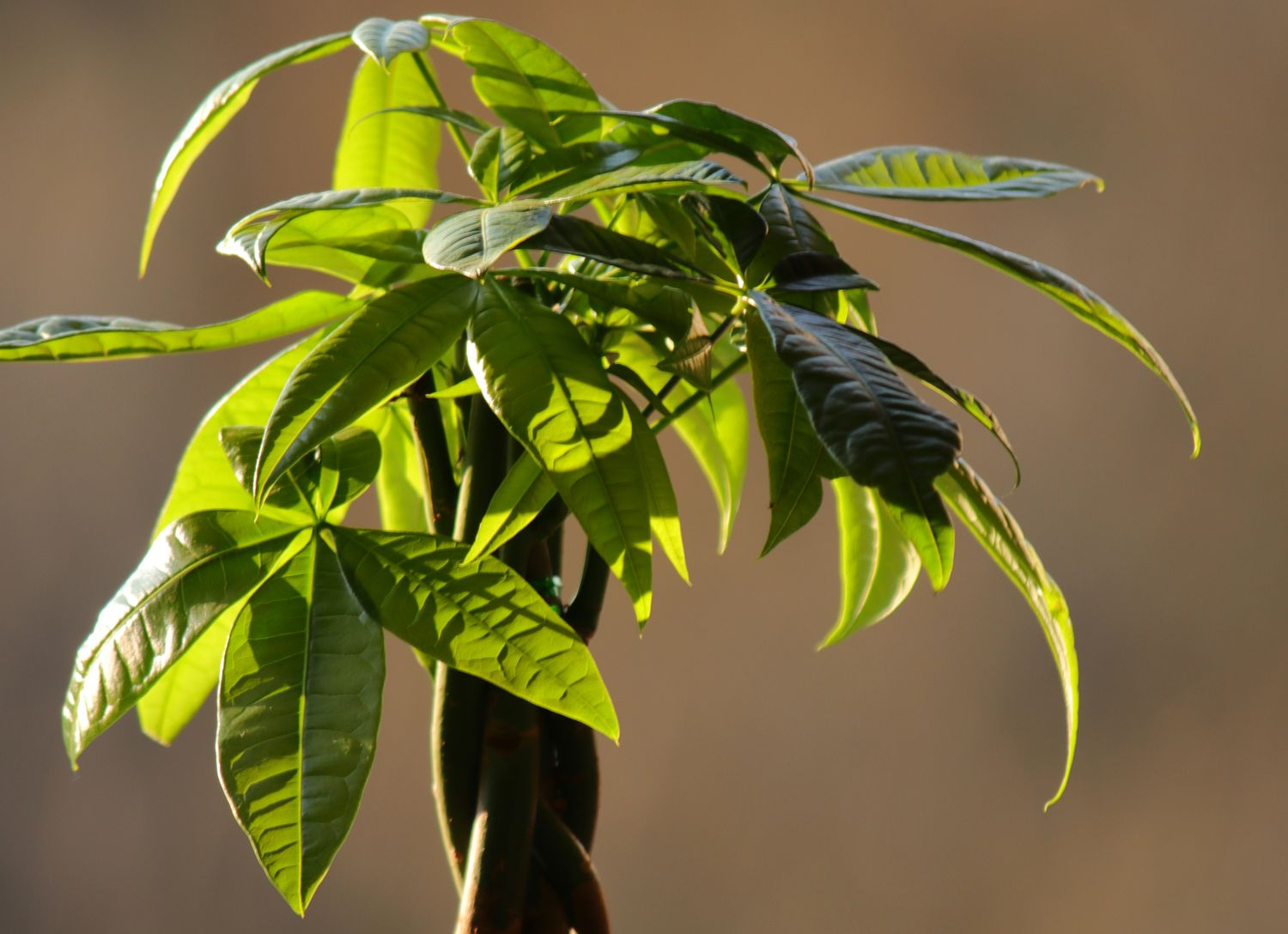 money tree care, money tree plant