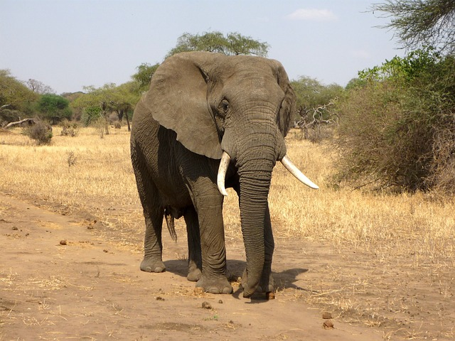 elephant, animal, safari