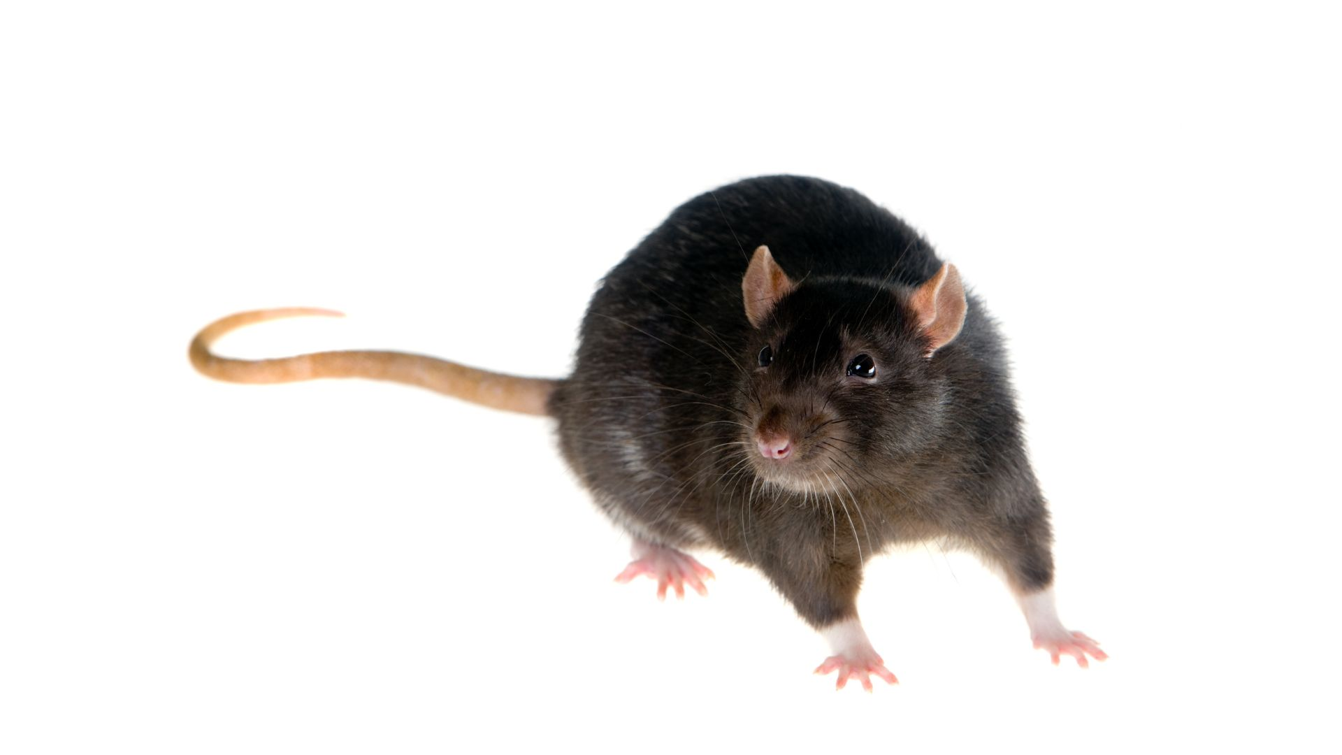 An image of a black rat on a white background.