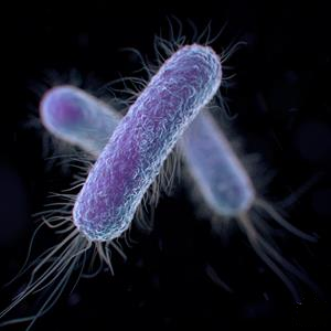 E. coli bacteria: micsroscopic view