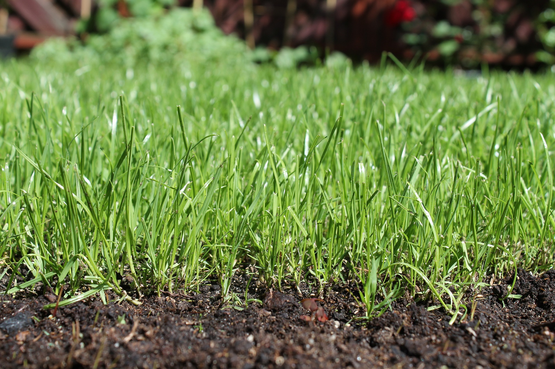 Healthy soil and grass