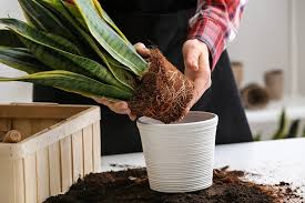 repotting