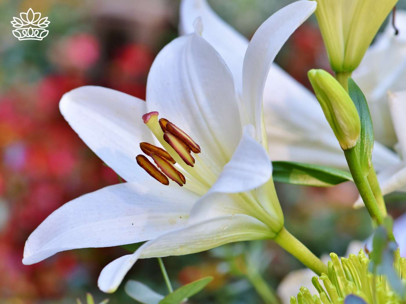 Close-up of a pristine white lily with delicate petals and vibrant stamens, set against a softly blurred garden background. This species is available for delivery as part of the Fabulous Flowers and Gifts - Lilies Collection, more details of which can be found on our website