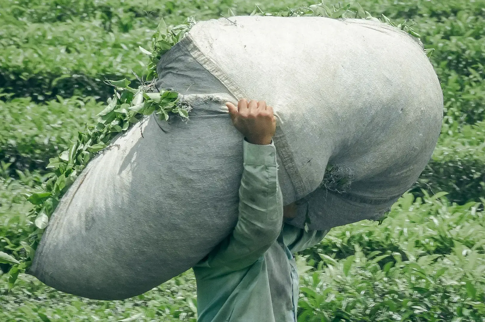 A tea field worker carries a massive, overflowing canvas sack stuffed with freshly harvested green tea leaves across their back, navigating through a dense field of tea bushes.