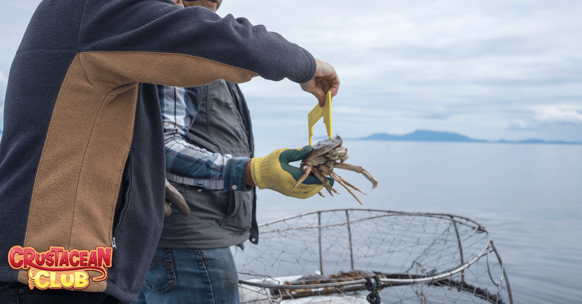 Fishermen measuring their catch