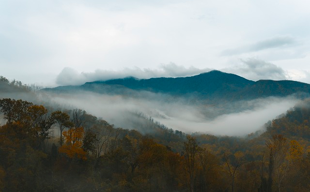 mountains, fog, trees
