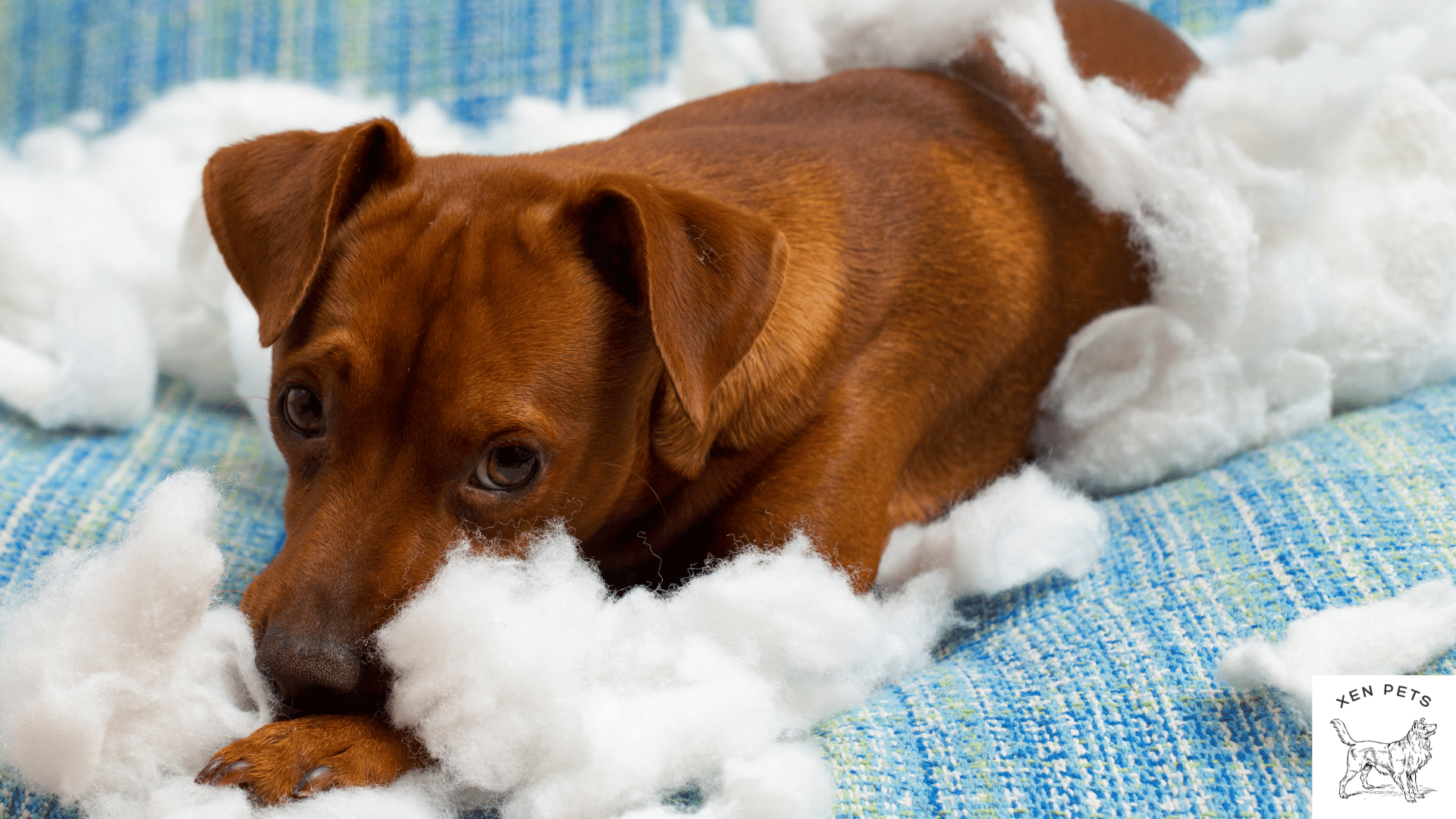 dog with separation anxiety destroys house