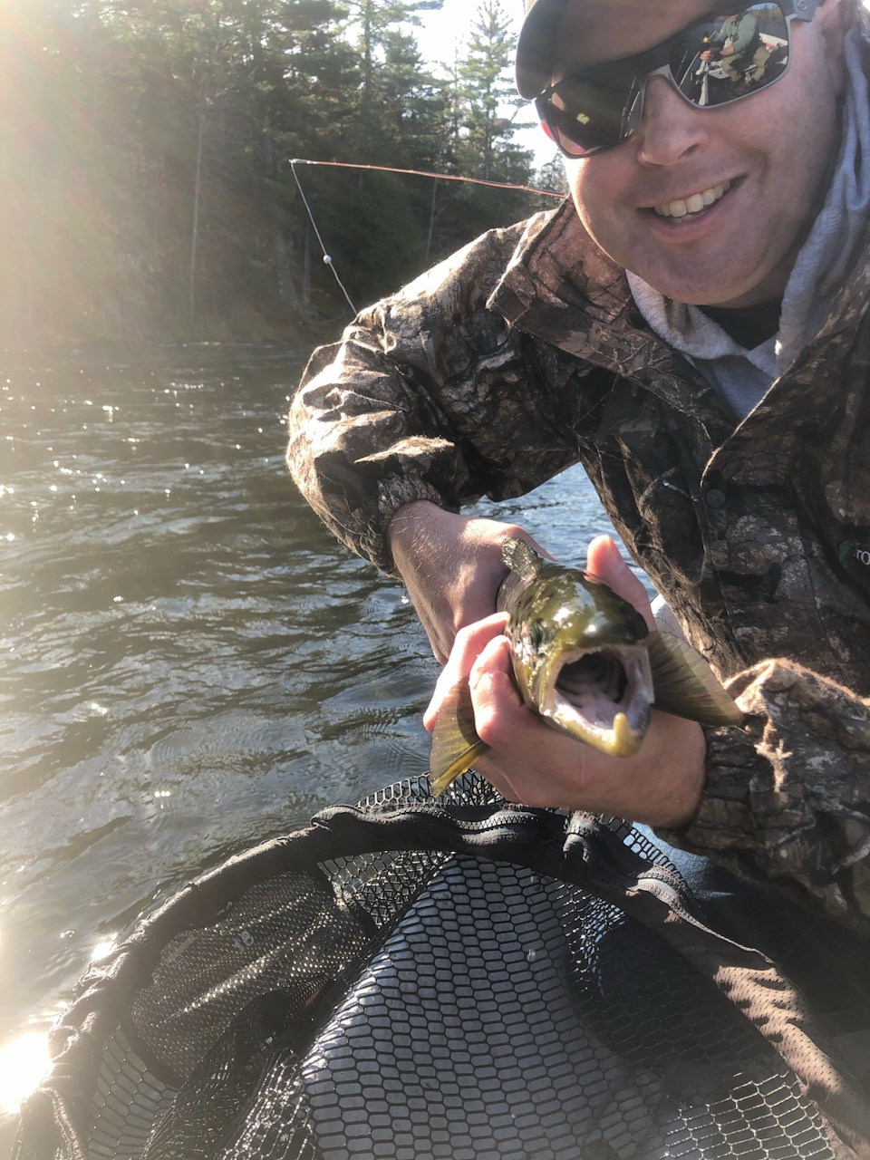 Fabled Landlocked Salmon Rivers of Maine The Presumpscot and Crooked