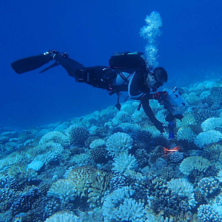 remaining reefs, new corals, 