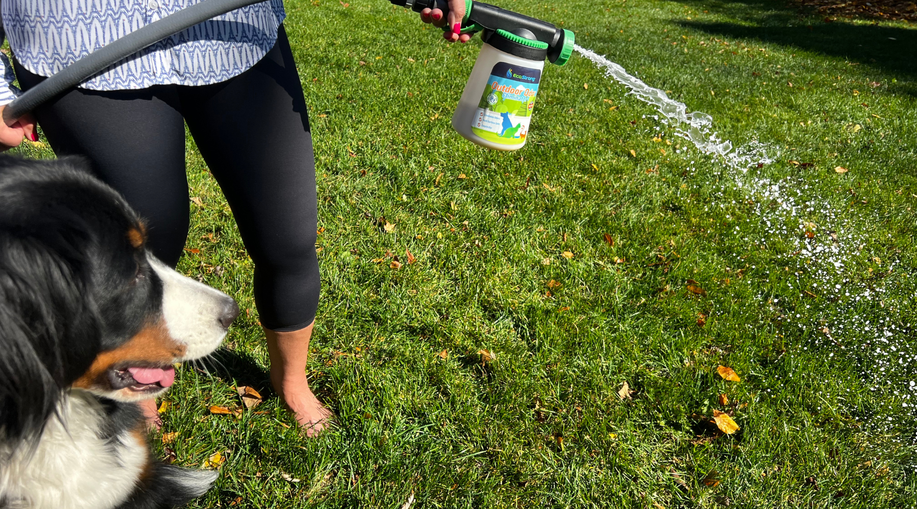 Spraying bio enzymatic odor eliminator in fake grass