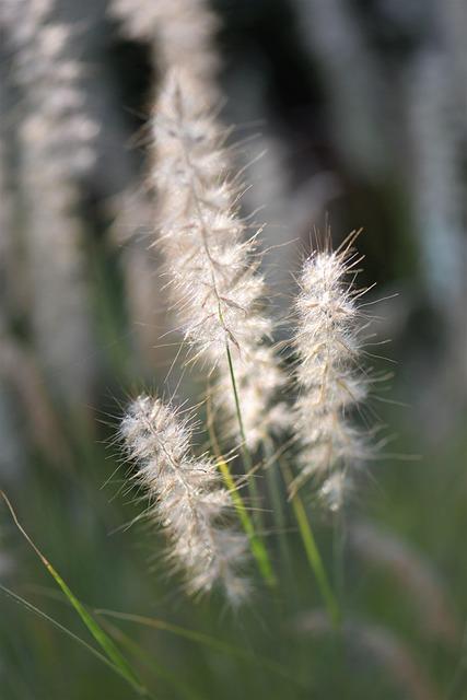 Zwiewne trawy ozdobne w ogrodzie naturalistycznym