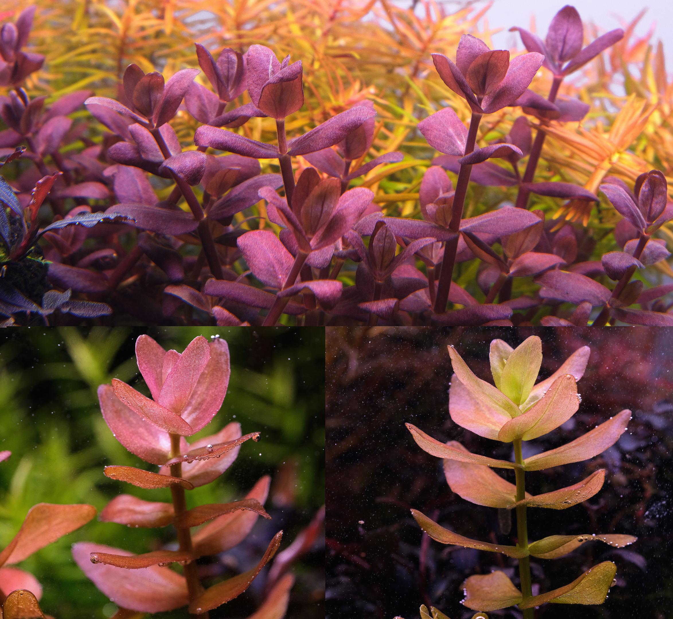 Comparison photo of Bacopa salzmannii 'purple', Bacopa caroliniana and Bacopa colorata