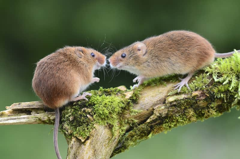 Do Rats Have A Social Hierarchy?