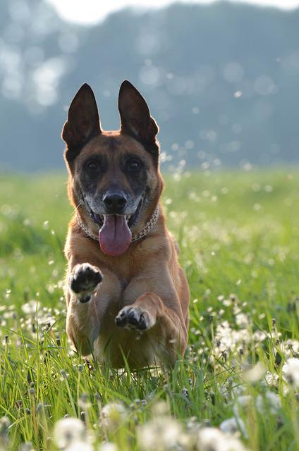 malinois, belgian shepherd dog, dandelion meadow