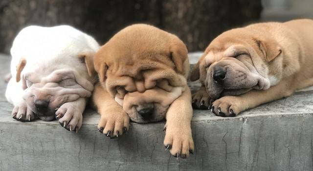 Three Puppies Sleeping On Concrete Floor