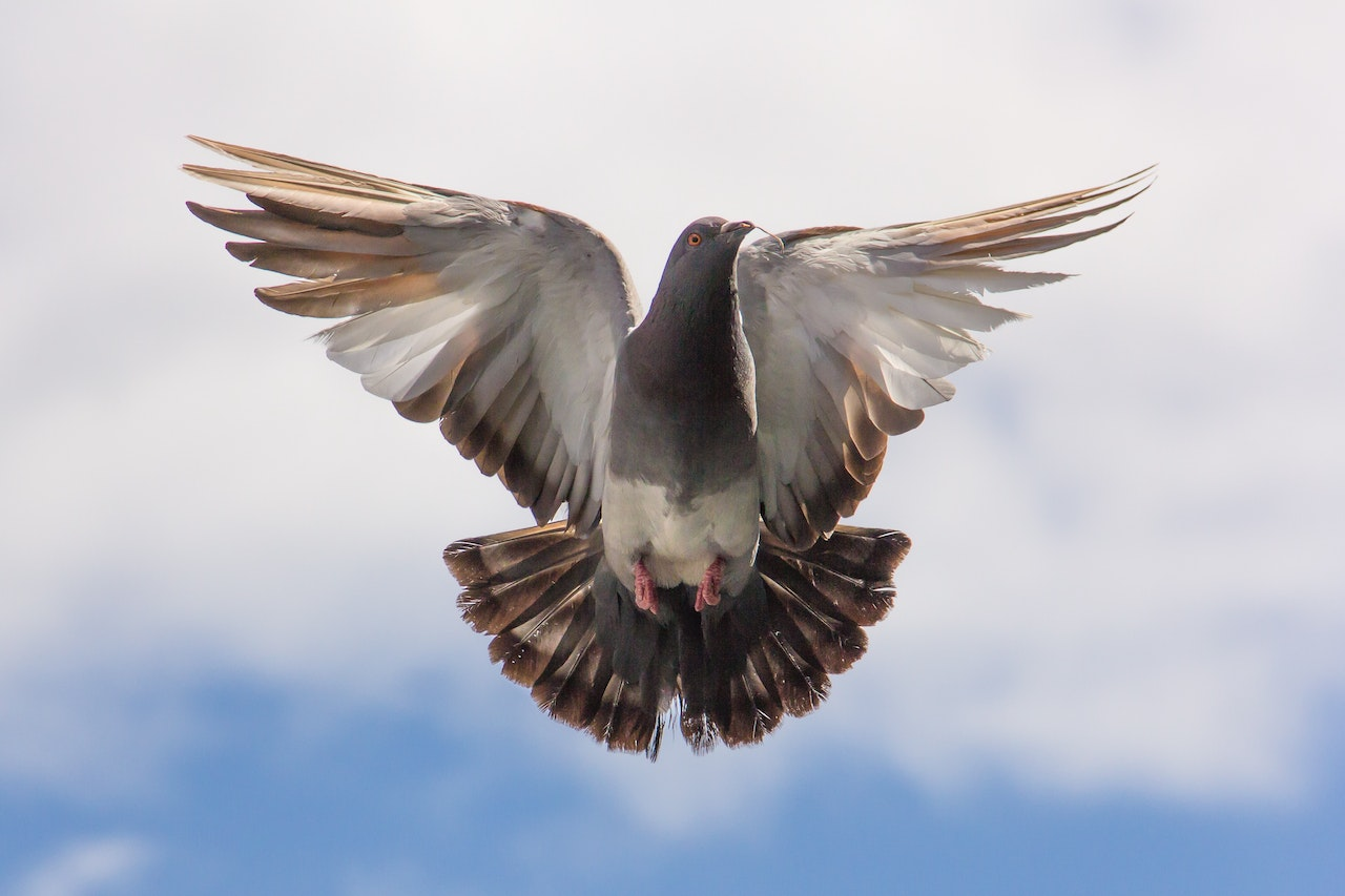 why do pigeons sit on my roof