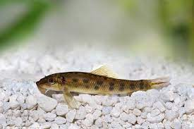Chinese Algae Eater Care Guide & Species Profile | Fishkeeping World