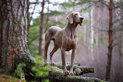 A Weimaraner standing majestically in a forest