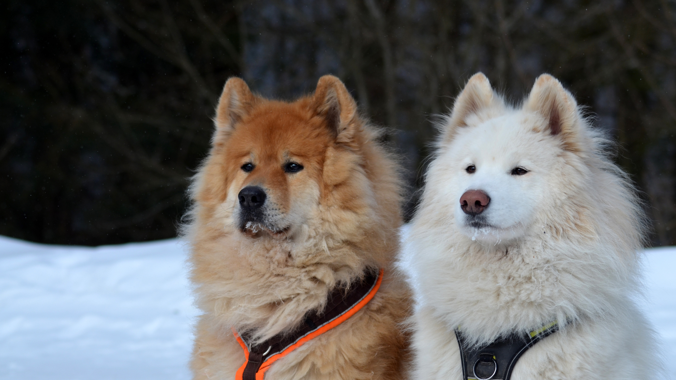 A tan and white Samoyed standing in the snow