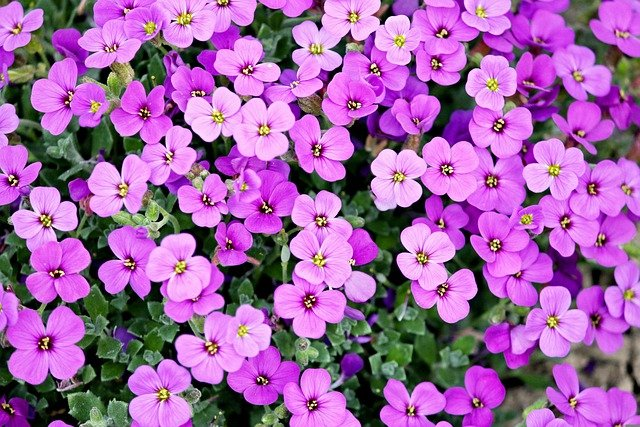 purple, flowers, petals