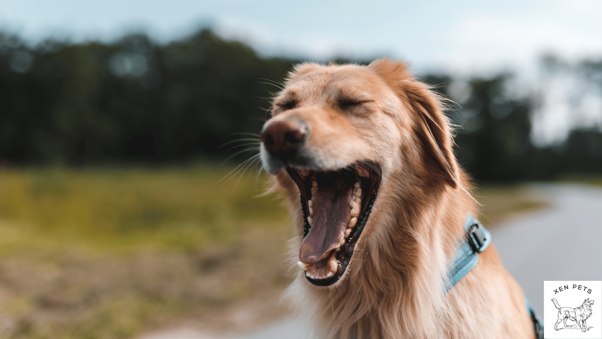 dog yawning during a walk outside