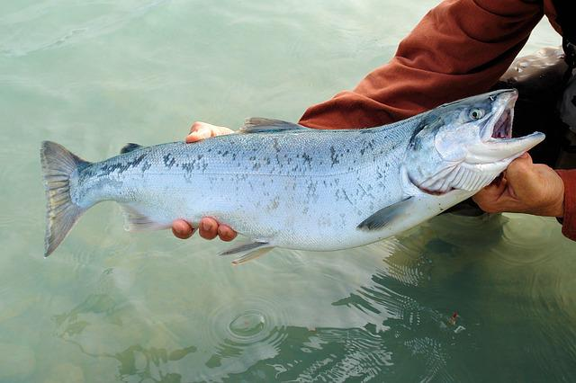 What States Have Salmon In The US