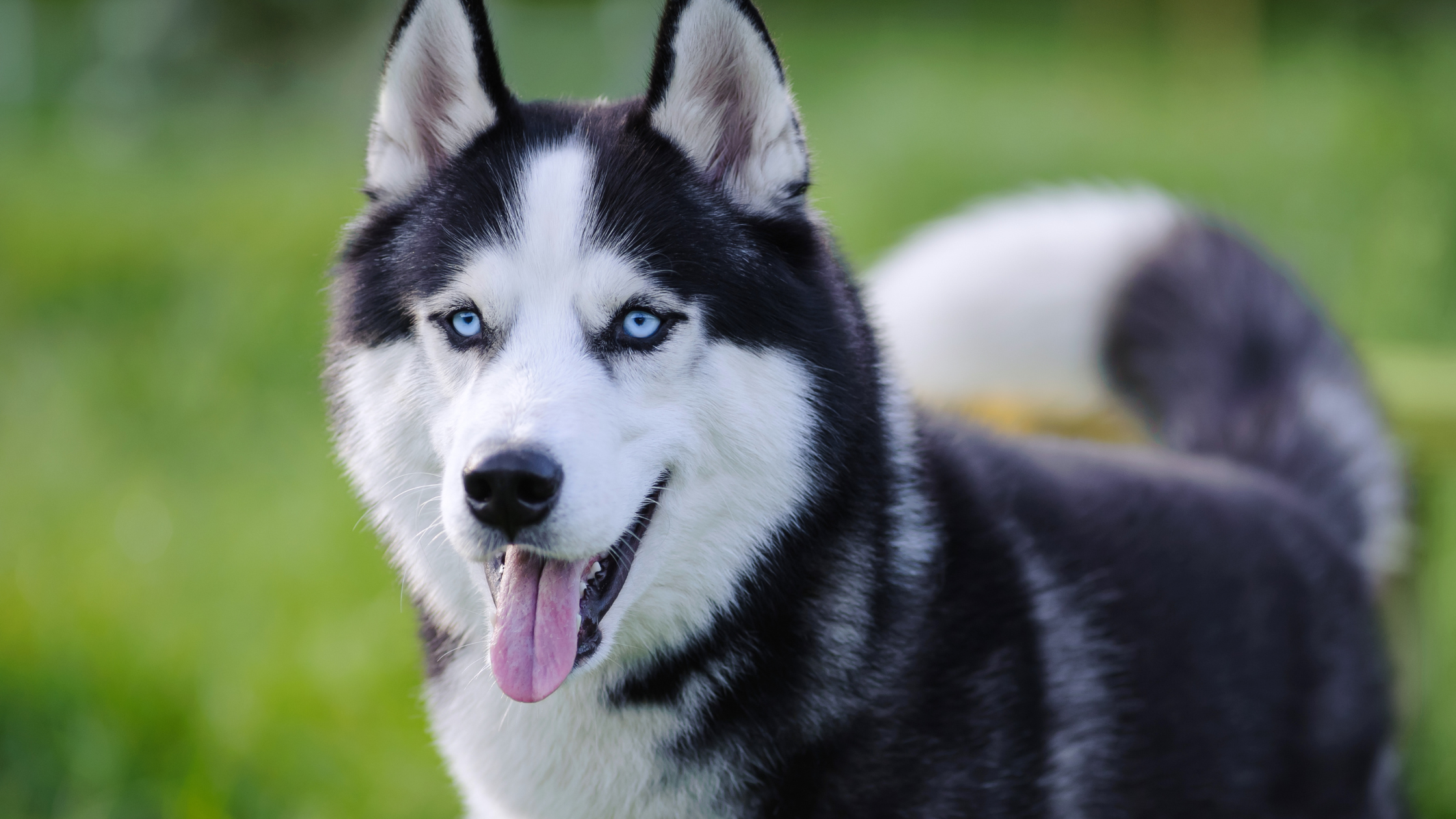 A healthy Siberian Husky smiling while outside