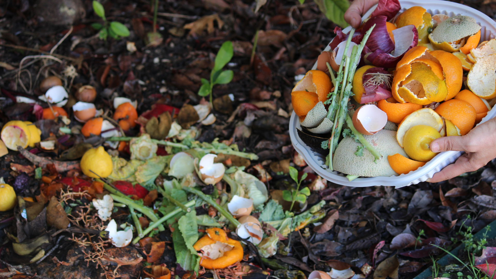 Mature compost, shown with fruit peels and eggshells, is made of decayed organic matter which adds back to the garden soil.