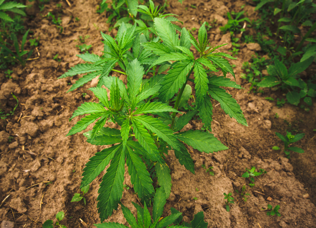 red maeng da kratom effects 