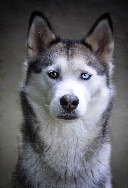 husky, dog, siberian husky