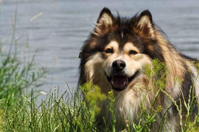 dog, finnish lapphund, pet