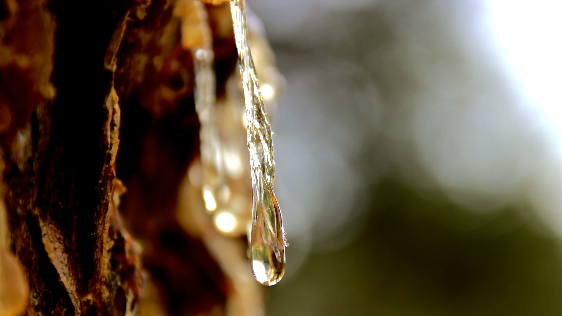Pine pitch, also known as pine sap, dripping from a pine tree.