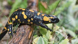 Fire Salamander, The Fire Salamander is a captivating creature that belongs to the animals that start with F. 