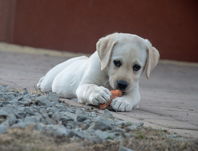 Labrador enjoying a low-fat dog treat