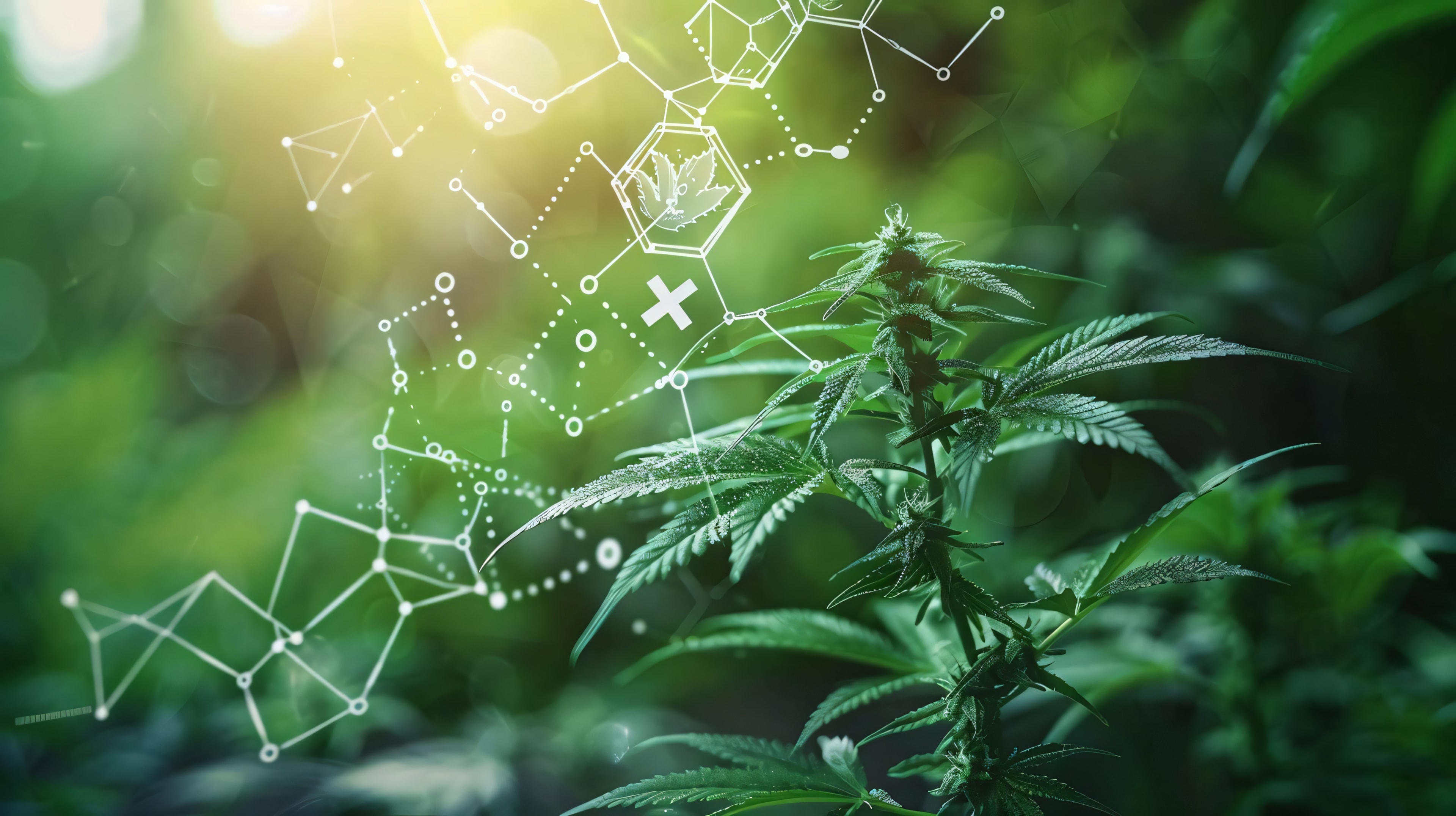 What Is HHC? Exploring Newer Cannabinoids - 3CHI