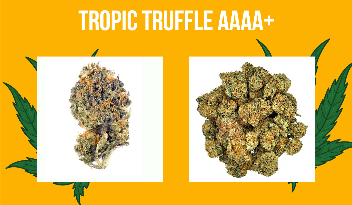 Tropic Truffle AAAA+ Strain